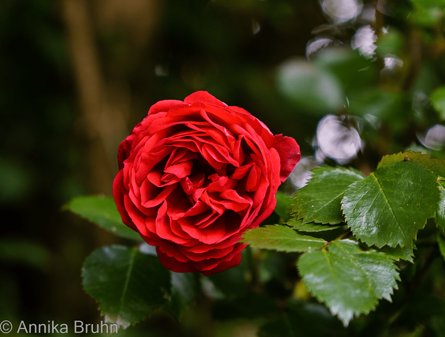 Rosenblüte